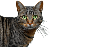 Cute Cat V196 Vinyl Car Decal Sticker – Waterproof & UV-Resistant 5.4
