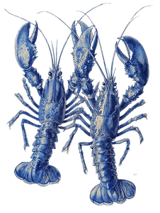 Vintage Lobster Illustration V4 Vinyl Car Decal Sticker – Waterproof & UV-Resistant 8.213333333333333"