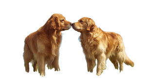 Golden Retrievers Bonding Vinyl Car Decal Sticker – Waterproof & UV-Resistant 2.72"