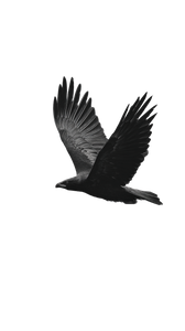 Black Eagle Flying V2 Vinyl Car Decal Sticker – Waterproof & UV-Resistant 9.706666666666667"