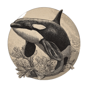 Vintage Orca Graffiti Vinyl Car Decal Sticker – Waterproof & UV-Resistant 6.826666666666667"
