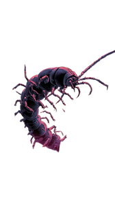 Angry Giant Centipede Vinyl Car Decal Sticker – Waterproof & UV-Resistant 4.8533333333333335"