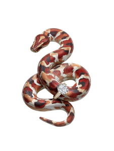 Gucci Boa Constrictor V8 Vinyl Car Decal Sticker – Waterproof & UV-Resistant 8.213333333333333"