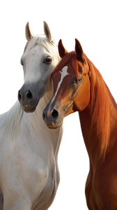 Arabian Horses Pose Vinyl Car Decal Sticker – Waterproof & UV-Resistant 9.706666666666667"