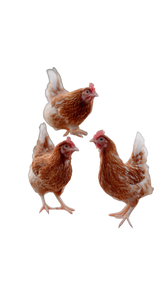 Happy Jumping Hens Vinyl Car Decal Sticker – Waterproof & UV-Resistant 9.706666666666667"