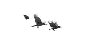 Flying Black Crows Vinyl Car Decal Sticker – Waterproof & UV-Resistant 5.4