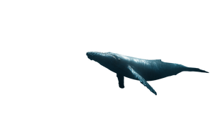 Ocean Whale Depths Vinyl Car Decal Sticker – Waterproof & UV-Resistant 5.4