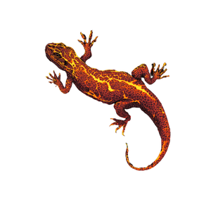Lava Lizard Pattern Vinyl Car Decal Sticker – Waterproof & UV-Resistant 3.4133333333333336" Lava Lizard Pattern Vinyl Car Decal Sticker – Waterproof & UV-Resistant 3.4133333333333336"