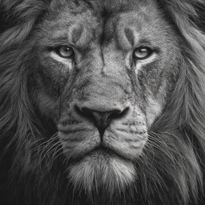 Lion Face V4 Vinyl Car Decal Sticker – Waterproof & UV-Resistant 3.4133333333333336"