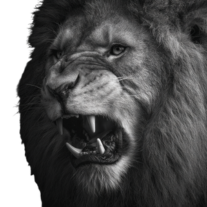 Angry Roaring Lion V3 Vinyl Car Decal Sticker – Waterproof & UV-Resistant 3.4133333333333336"