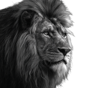 Angry Lion Portrait V9 Vinyl Car Decal Sticker – Waterproof & UV-Resistant 3.4133333333333336"