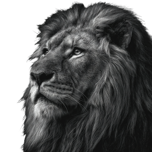 Hyper Realistic Lion V8 Vinyl Car Decal Sticker – Waterproof & UV-Resistant 3.4133333333333336"