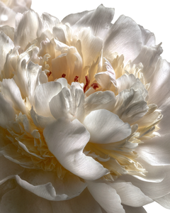 White Peony Bloom V4 Vinyl Car Decal Sticker – Waterproof & UV-Resistant 4.0"
