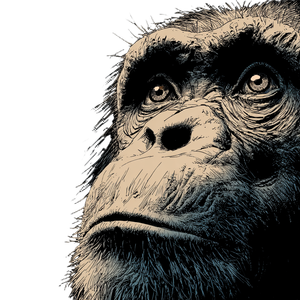 Old Chimpanzee Portrait Vinyl Car Decal Sticker – Waterproof & UV-Resistant 3.4133333333333336"