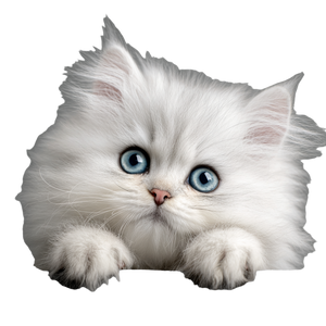 Fluffy Persian Kitten V6 Vinyl Car Decal Sticker – Waterproof & UV-Resistant 3.4133333333333336"