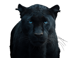 Fierce Black Panther V5 Vinyl Car Decal Sticker – Waterproof & UV-Resistant 6.1866666666666665"