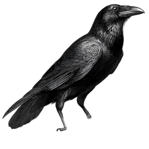 Vintage Raven Illustration V3 Vinyl Car Decal Sticker – Waterproof & UV-Resistant 3.4133333333333336"
