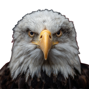 Fierce Bald Eagle V4 Vinyl Car Decal Sticker – Waterproof & UV-Resistant 6.826666666666667"