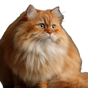 Fluffy Orange Cat V14 Vinyl Car Decal Sticker – Waterproof & UV-Resistant 3.4133333333333336"