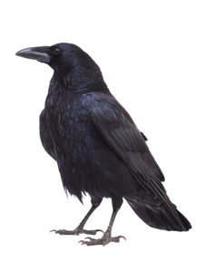 Photorealistic Crow V2 Vinyl Car Decal Sticker – Waterproof & UV-Resistant 8.213333333333333" Photorealistic Crow V2 Vinyl Car Decal Sticker – Waterproof & UV-Resistant 8.213333333333333"