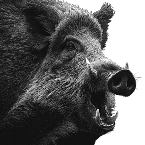 Wild Boar V7 Vinyl Car Decal Sticker – Waterproof & UV-Resistant 3.4133333333333336"