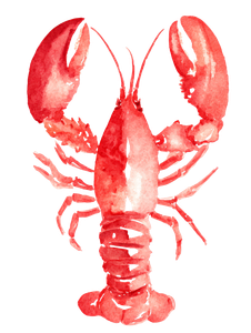 Watercolor Lobster V4 Vinyl Car Decal Sticker – Waterproof & UV-Resistant 8.213333333333333"