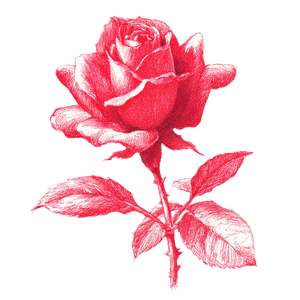 Hand-Drawn Rose Vinyl Car Decal Sticker – Waterproof & UV-Resistant 3.4133333333333336"