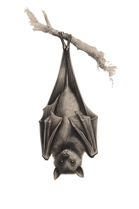 Vintage Sketch Bat Vinyl Car Decal Sticker – Waterproof & UV-Resistant 4.4
