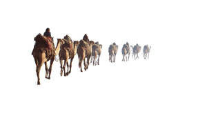 Ancient Camel Caravan V3 Vinyl Car Decal Sticker – Waterproof & UV-Resistant 2.72"