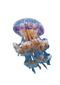 Giant Jellyfish Underwater V2 Vinyl Car Decal Sticker – Waterproof & UV-Resistant 8.6