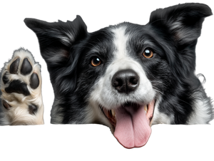 Smiling Dog Greeting Vinyl Car Decal Sticker – Waterproof & UV-Resistant 3.0933333333333333" Smiling Dog Greeting Vinyl Car Decal Sticker – Waterproof & UV-Resistant 3.0933333333333333"