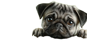 Happy Fun Pug Vinyl Car Decal Sticker – Waterproof & UV-Resistant 5.12"