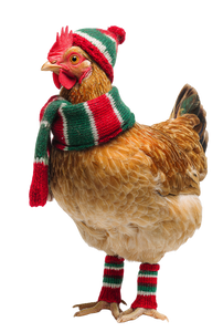 Christmas Chicken V4 Vinyl Car Decal Sticker – Waterproof & UV-Resistant 4.426666666666667"