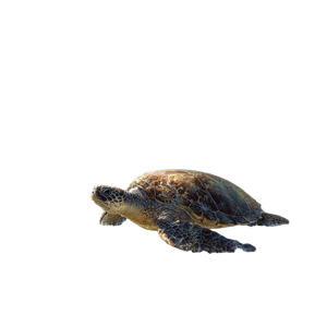 Sea Turtle Shore V2 Vinyl Car Decal Sticker – Waterproof & UV-Resistant 6.826666666666667"