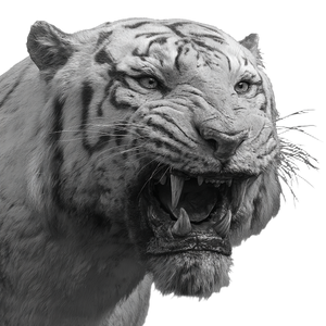 Aggressive Tiger Portrait V3 Vinyl Car Decal Sticker – Waterproof & UV-Resistant 3.4133333333333336"