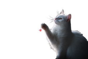 White Cat Playing V6 Vinyl Car Decal Sticker – Waterproof & UV-Resistant 2.986666666666667"