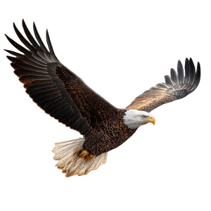 Bald Eagle Flight V9 Vinyl Car Decal Sticker – Waterproof & UV-Resistant 3.4133333333333336"