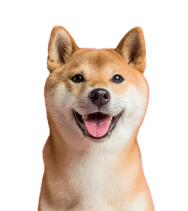 Shiba Inu Smiling Vinyl Car Decal Sticker – Waterproof & UV-Resistant 3.8