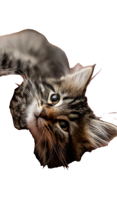 Fluffy Tabby Kitten V2 Vinyl Car Decal Sticker – Waterproof & UV-Resistant 4.8533333333333335"