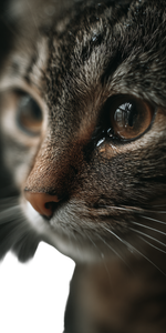 Teary-Eyed Cat Vinyl Car Decal Sticker – Waterproof & UV-Resistant 10.2