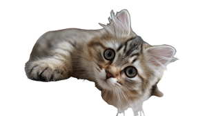 Siberian Kitten Vinyl Car Decal Sticker – Waterproof & UV-Resistant 5.4