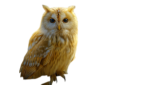 Golden Glowing Owl V2 Vinyl Car Decal Sticker – Waterproof & UV-Resistant 5.4