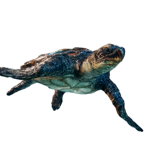 Graceful Sea Turtle V13 Vinyl Car Decal Sticker – Waterproof & UV-Resistant 6.826666666666667"