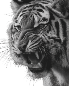 Angry Tiger V38 Vinyl Car Decal Sticker – Waterproof & UV-Resistant 4.0"