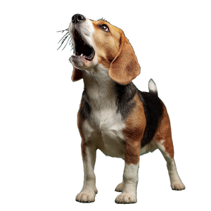 Howling Beagle Vinyl Car Decal Sticker – Waterproof & UV-Resistant 3.4133333333333336"