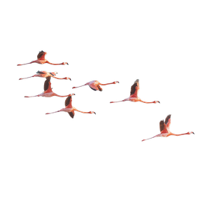 Flying Flamingos V3 Vinyl Car Decal Sticker – Waterproof & UV-Resistant 3.4133333333333336"
