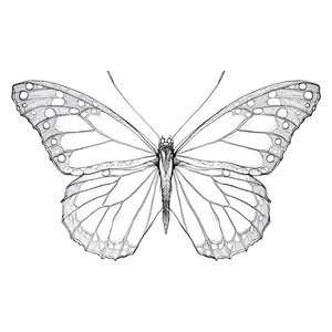 Hand-Drawn Butterfly Vinyl Car Decal Sticker – Waterproof & UV-Resistant 3.4133333333333336"