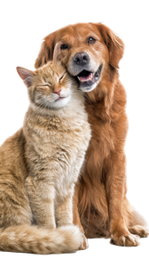 Cuddling Cat Dog V4 Vinyl Car Decal Sticker – Waterproof & UV-Resistant 4.8533333333333335"