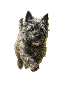 Scruffy Grey Terrier Vinyl Car Decal Sticker – Waterproof & UV-Resistant 8.213333333333333"