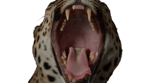 Leopard Mouth Closeup Vinyl Car Decal Sticker – Waterproof & UV-Resistant 2.72"